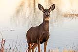 Mule Deer Bosque New Mexico 2020